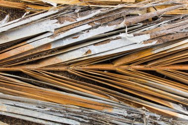 Palm Manzara Detay Yüzey