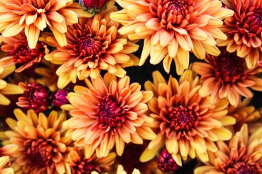 Turuncu Krizantem Arka Plan