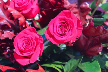 Kırmızı Güller Arka Plan Yüzeyi