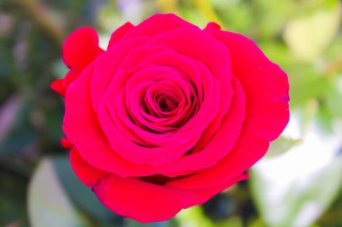 Kırmızı Gül Arka Plan Doğa