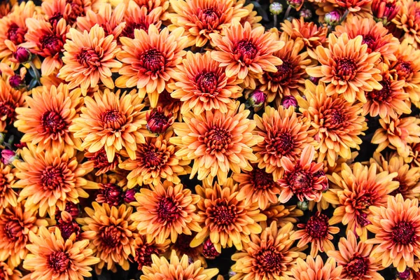 Chrysantemum arka planda turuncu