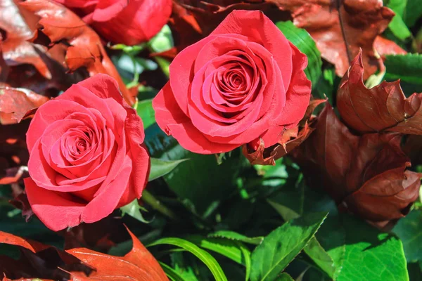 Red Roses Background Nature