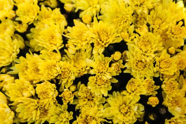 Krizantem Sarı Arka Plan Doğa