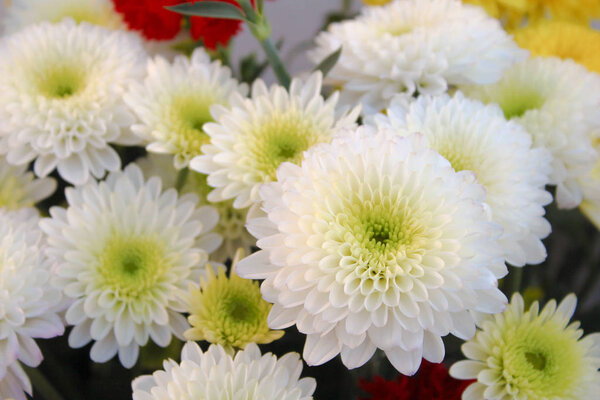 White Chrysanthemum Nature Closeup