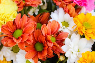 Renkli Papatyalar Bitkiler Çiçekler