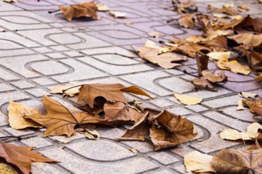 Kaldırım Desenindeki Yapraklar