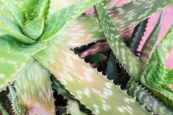 Aloe Vera Detalhe Planta — Fotografia de Stock