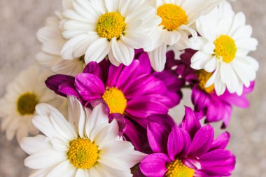 Mor ve beyaz papatya