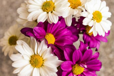 Mor ve beyaz papatya