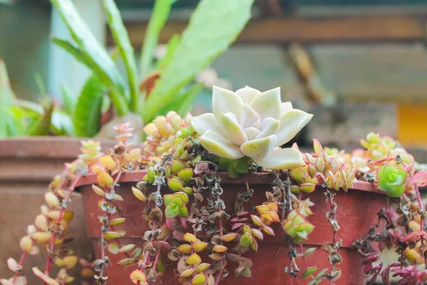 Bouquet Plantes Cactus — Photo