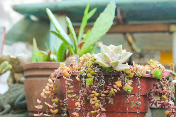 Mazzo Piante Cactus — Foto Stock