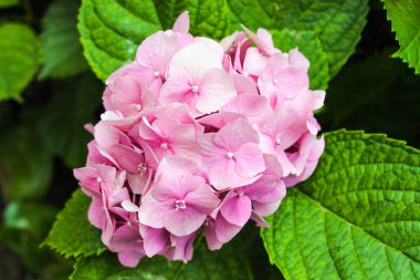 Pembe Bitkide Hygrangea