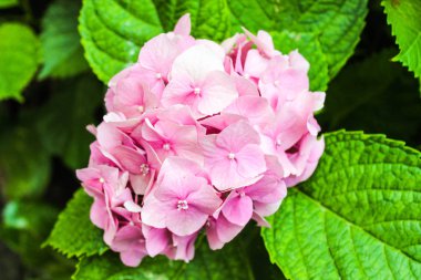 Pembe Bitkide Hygrangea