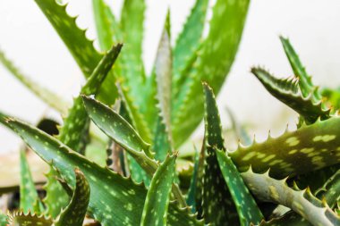 Aloe Vera Arka Plan Tesisi