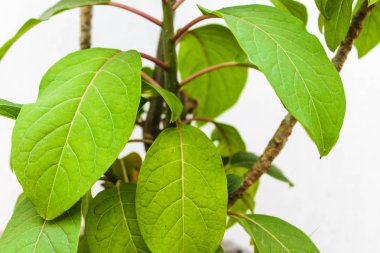 Şube Yaprakları Arka Plan Bitki