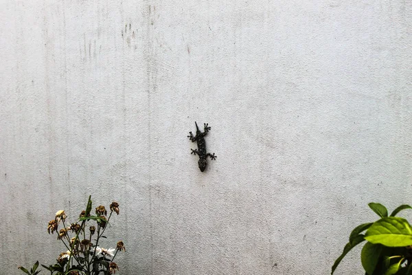 Lagarto Pared Foto De Stock C Sofiart 294443554