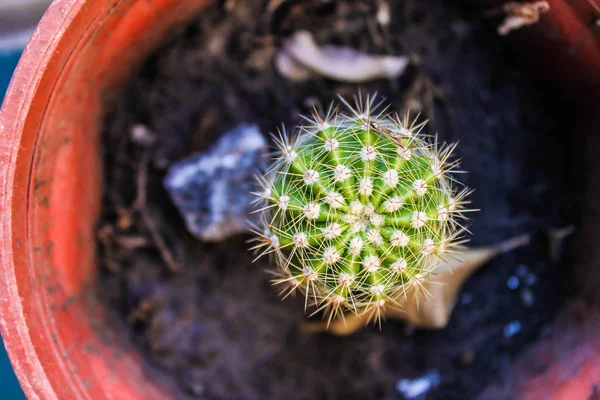 Cactus Plant Garden Detail — Stock Photo, Image