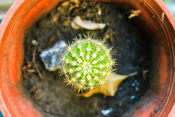 Kaktus Roślina Ogród Detal — Zdjęcie stockowe