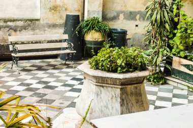 Vintage Bitkiler Yapı Mimarisi