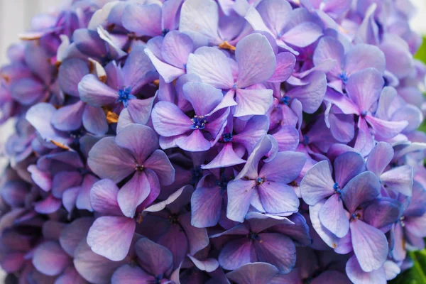 Hortenzia Háttér Virágok Részletek — Stock Fotó