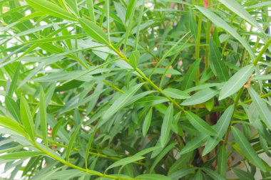 Eğrelti Otu Arka Plan Doğa Yeşili