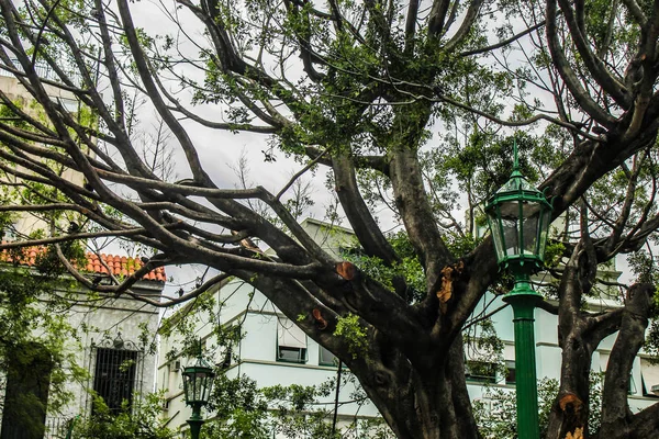 Antiga Árvore Parque Orgânico — Fotografia de Stock