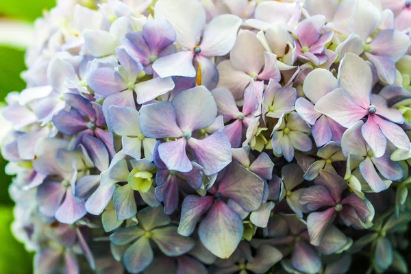 Fundo Hortênsia Jardim Flores — Fotografia de Stock