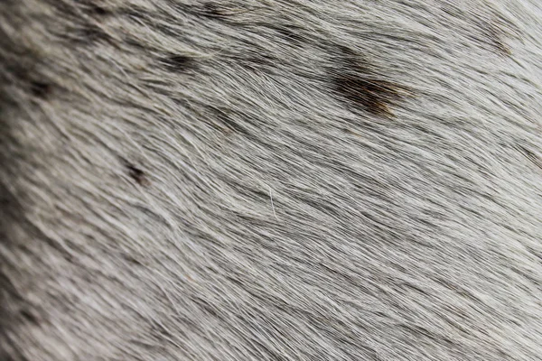 Pelle Mucca Texture Grigio — Foto Stock