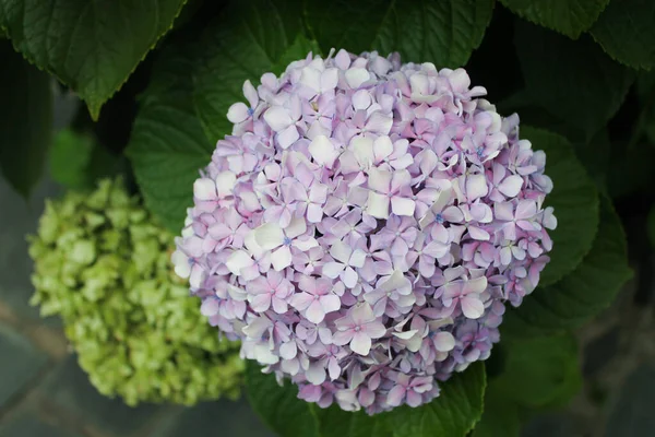 Chrysantemum Természet Felszíni Virág — Stock Fotó