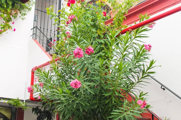 Trädgård Blommor Detalj Utanför — Stockfoto