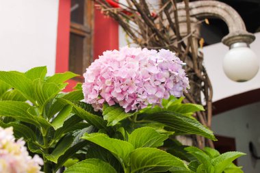 Kasımpatı Çiçek Detaylı Doğa