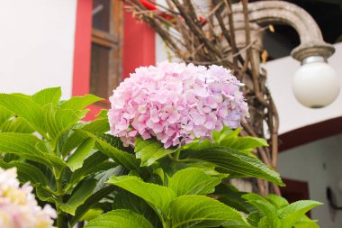 Kasımpatı Çiçek Detaylı Doğa