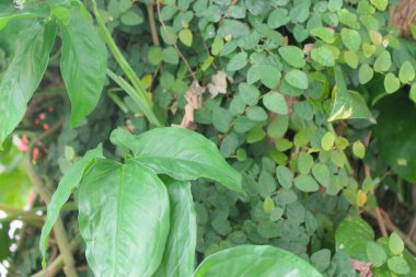 Yeşil Yapraklar Detay Doğası