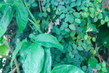 Yeşil Bitki Doğa 'yı Bırakıyor