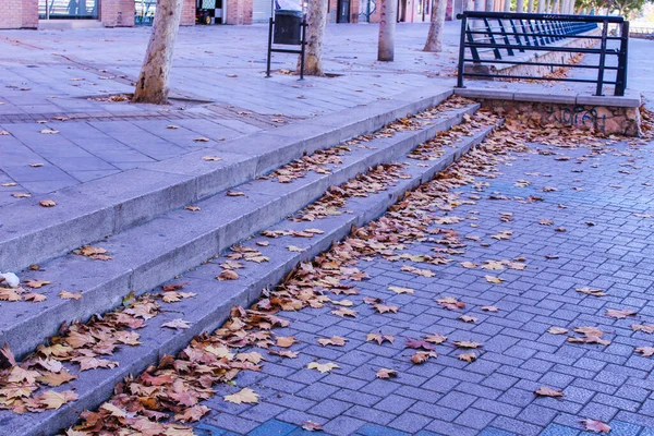 Sidewalk Leaves Detail — Stock Photo, Image