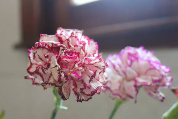 Carnation Flower Detail Nature — Stock fotografie