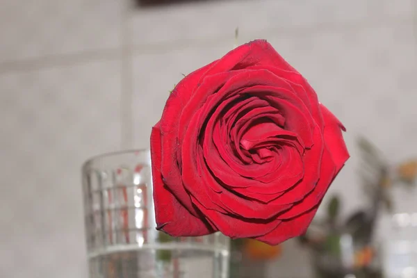 Цветок Красной Розы — стоковое фото