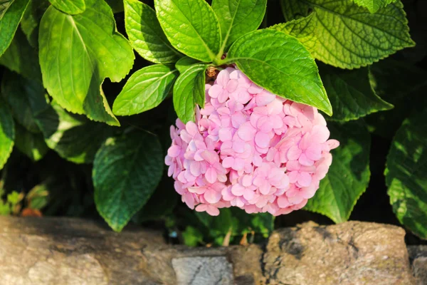 Гигантский Цветок Природа — стоковое фото