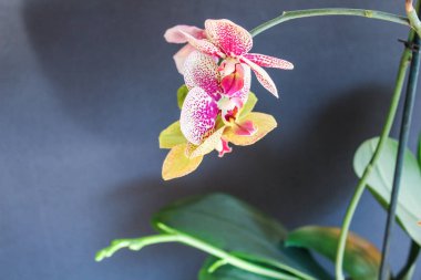 Pembe Orkide Detaylı Çiçek Kapanışı