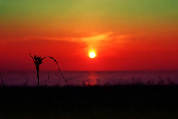 Borrão Pôr Sol Mar Grama Silhueta Praia Colorido Fundo Céu — Fotografia de Stock