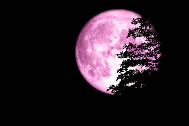 Süper tam pembe aya geri karanlık gökyüzü, Nasa tarafından döşenmiş bu görüntü unsurları ağacında siluet