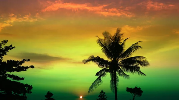 gün batımı renkli gökyüzü ve siluet Hindistan cevizi hurma ağacı