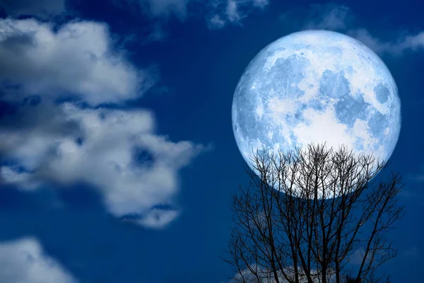 Super Full Moon Back Silhouette Dry Tree Night Sky — Stock Photo, Image