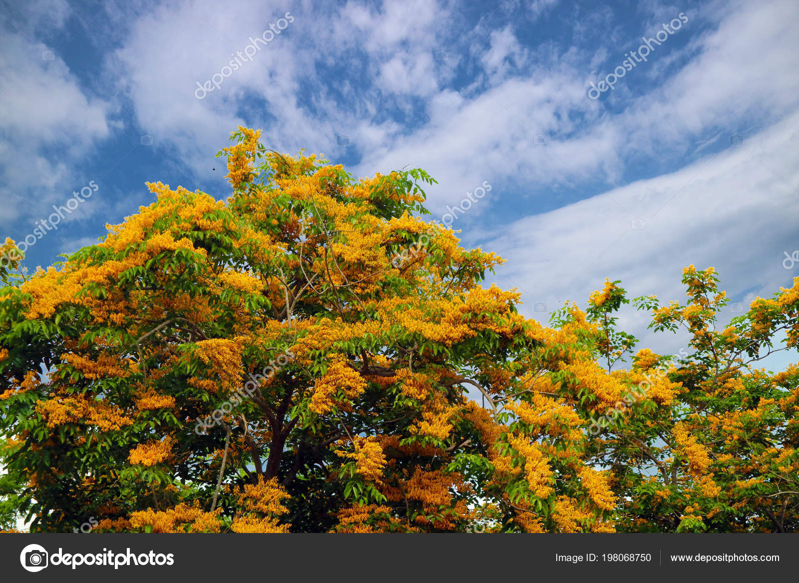 Burma Padauk Definition Tree India Burma Yielding Wood Resembling