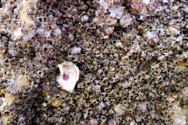 Barnacle kendisi kalıcı olarak yüzeyler çeşitli için verdiği bir dış kabuğu ile deniz kabuklu olduğunu