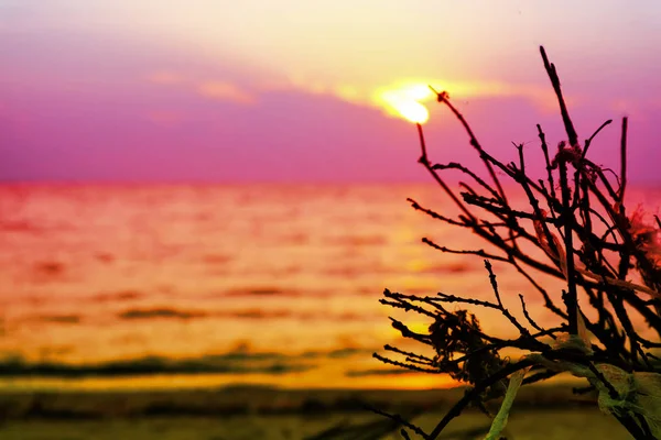 Закат Море Сухой Ветви Пальмы Пластиковые Отходы Пляже — стоковое фото