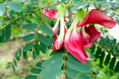 Sebze uğultu kuş Sesban Agasta vardır kırmızı çiçek yemek ve herb için kullanın
