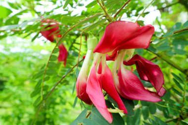 Sebze uğultu kuş Sesban Agasta vardır kırmızı çiçek yemek ve herb için kullanın