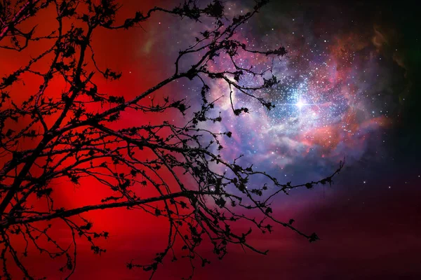 Galáxia Noite Céu Vermelho Volta Silhueta Árvore Seca Elementos Desta — Fotografia de Stock
