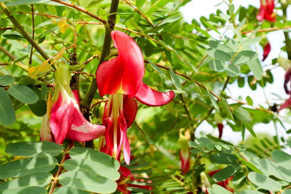 Vegetable Humming Bird Sesban Agasta Has Red Flower Can Eat — Stock Photo, Image